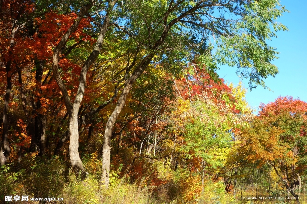 坝上秋天白桦枫叶