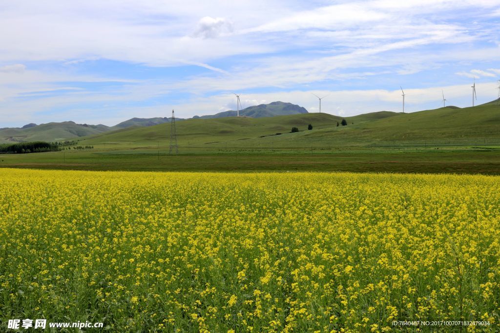 坝上丰宁油菜花