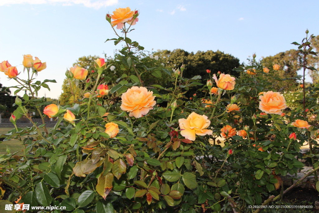 鲜花 植物 花草  花