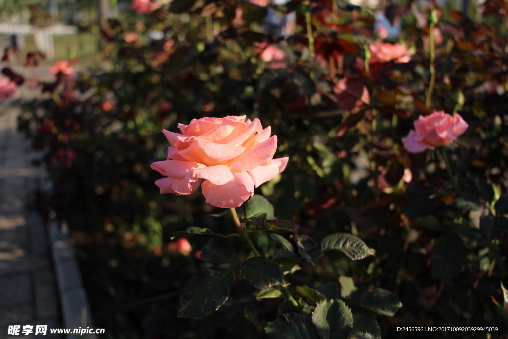 鲜花 植物 花草  花