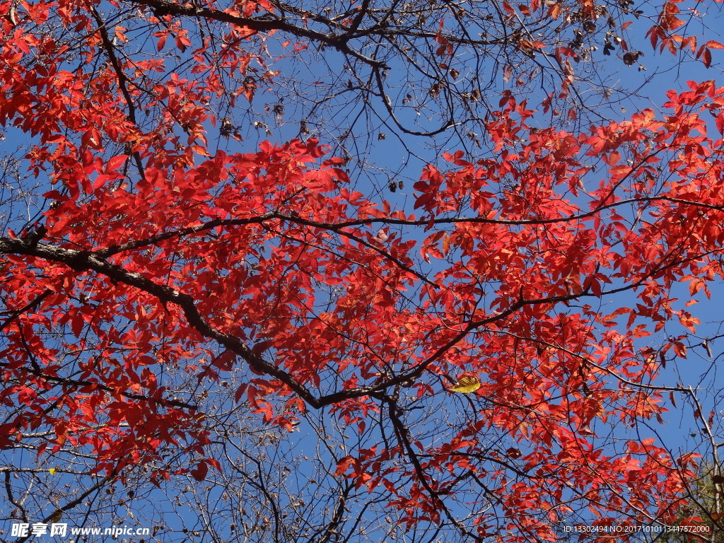 枫叶红