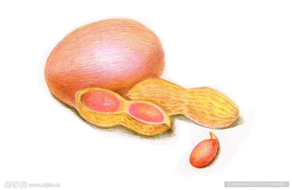 花生鸡蛋彩铅画