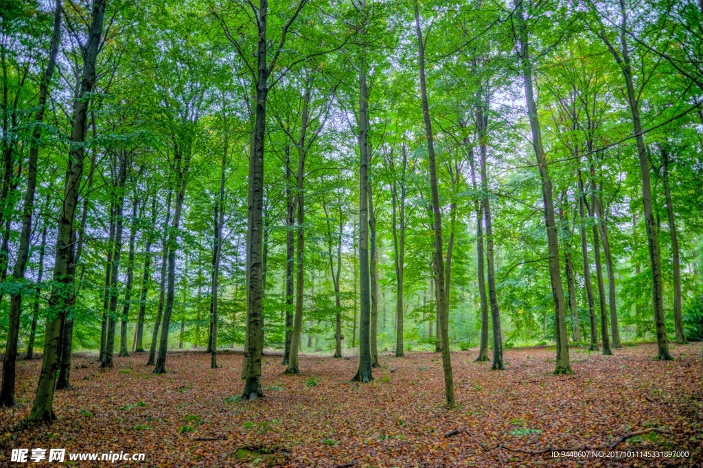 春天绿色森林图片