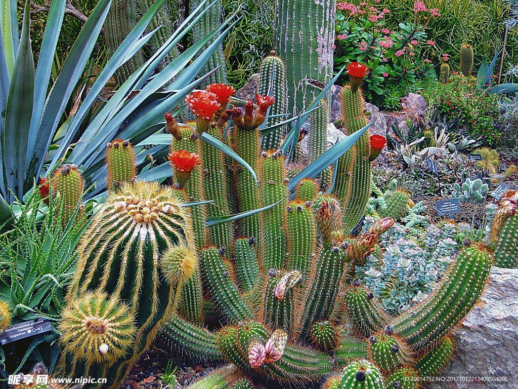 荒漠里的仙人掌