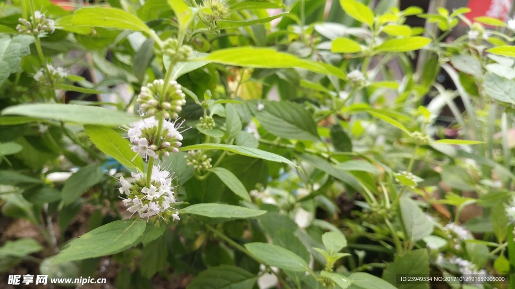 薄荷花 仁丹草