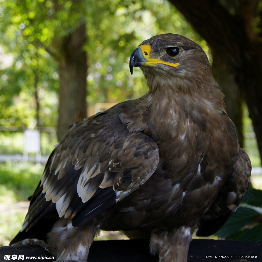 霸气老鹰高清图片