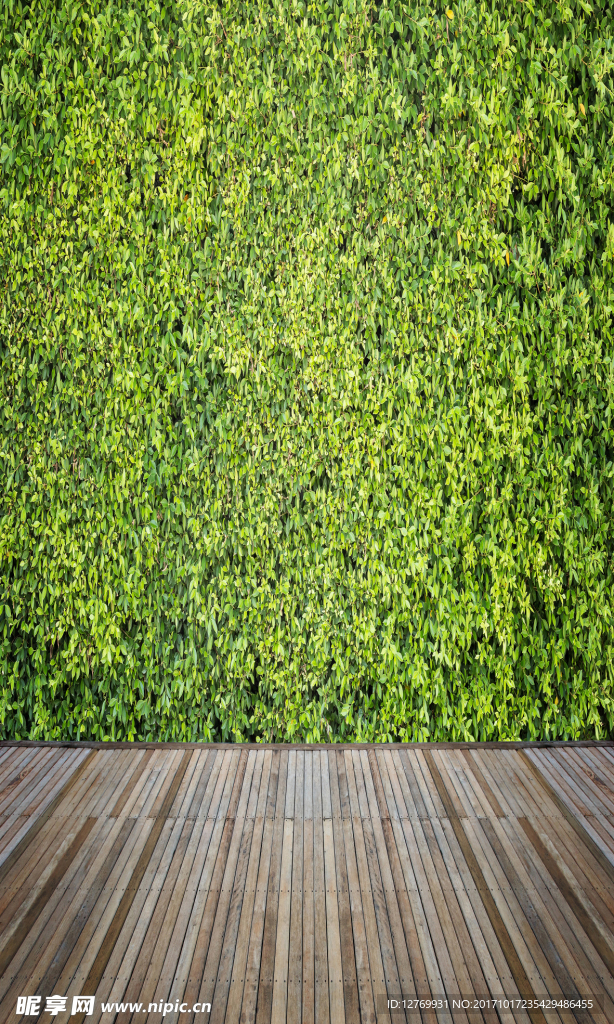 绿叶背景 绿墙背景