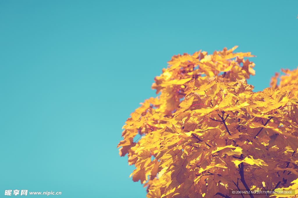 黄色枫叶