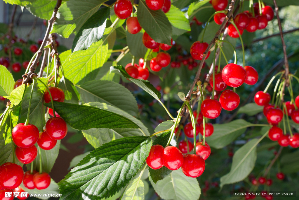 樱桃图片