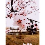 三生三世十里桃花