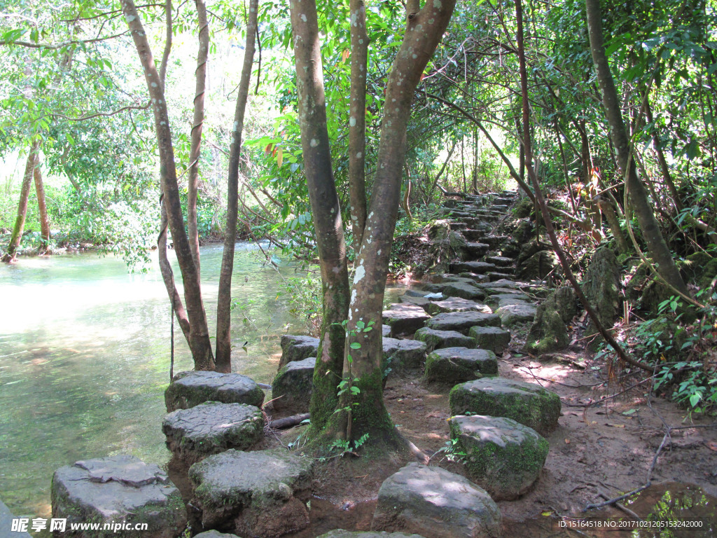 水上森林 石上森林