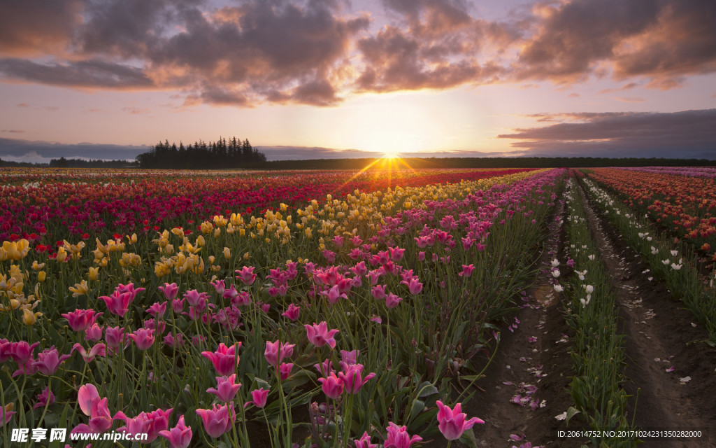 夕阳下的美丽花海