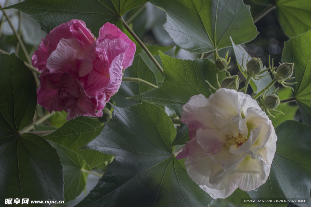 中草药图谱   芙蓉花