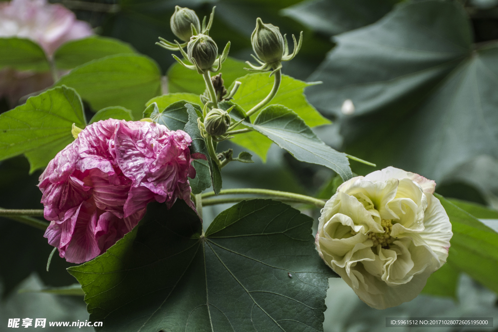 中草药图谱   芙蓉花