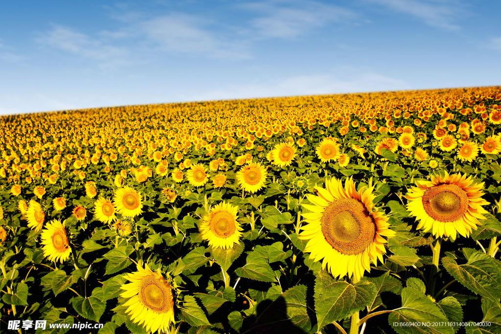 向日葵花海