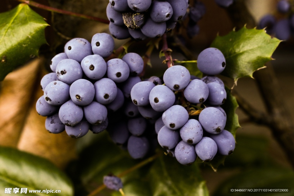 成熟蓝莓图片