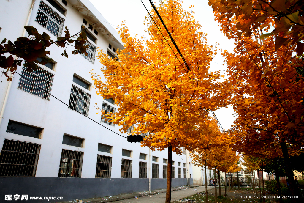 秋天银杏树