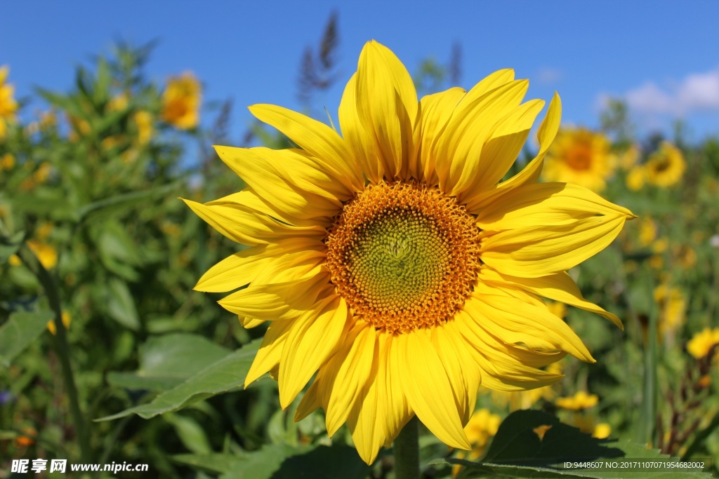 黄色向日葵开花图片