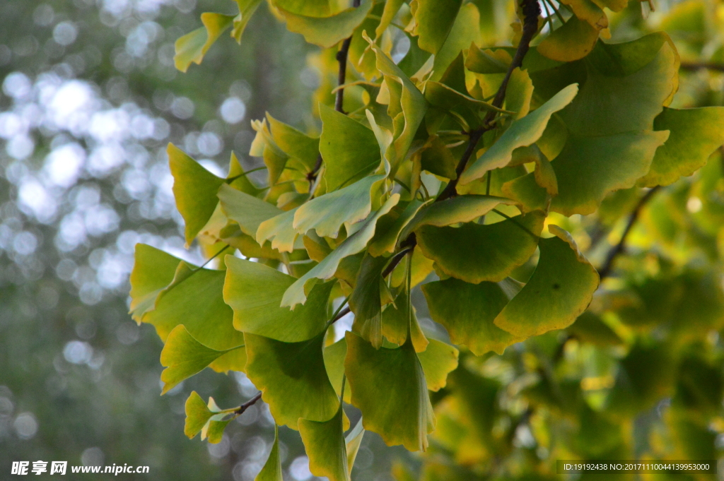 金秋银杏叶