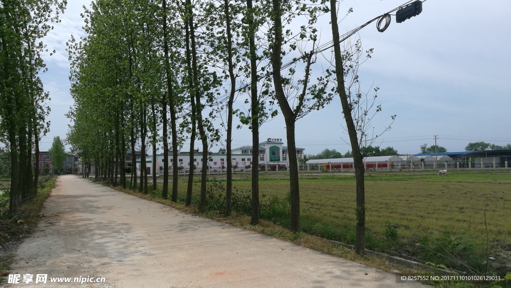 温馨的乡间小道