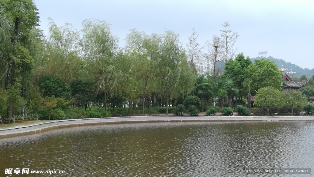 公园内景观池一角