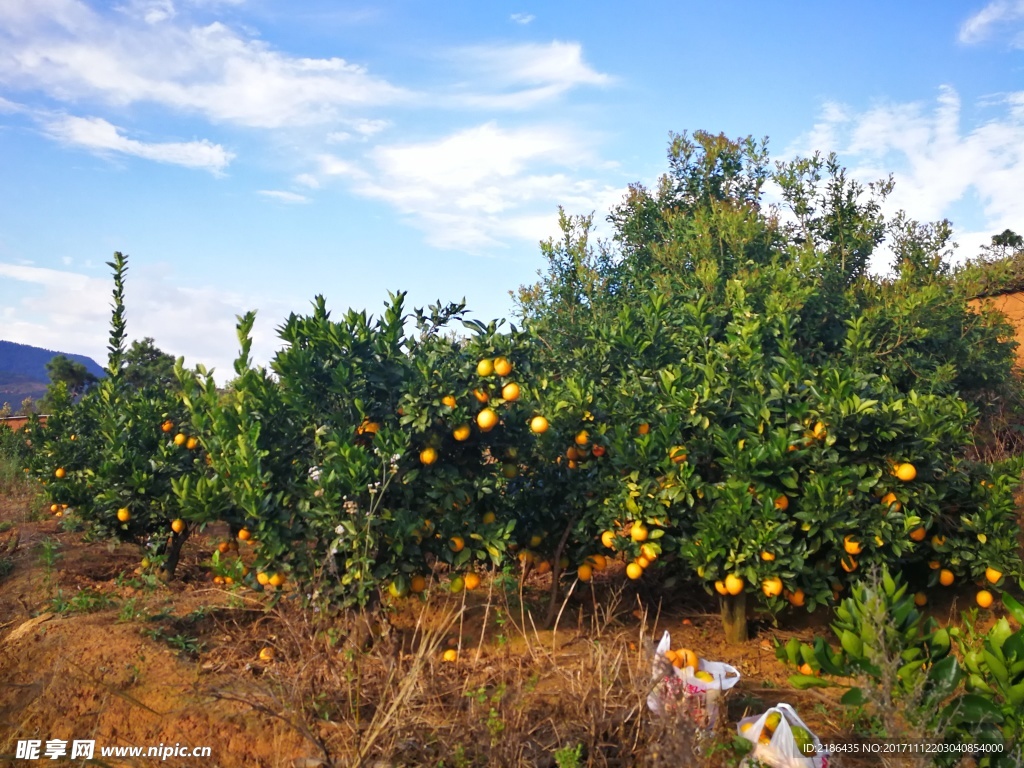 大姚县赵家店橙子