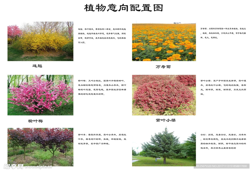 植物意向配置图