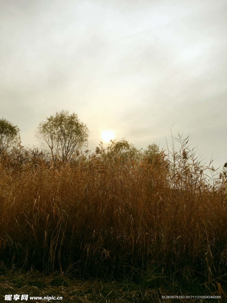 秋色  秋韵  芦苇