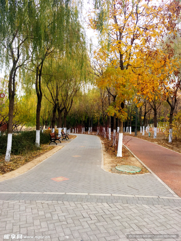 秋色  乡间小道