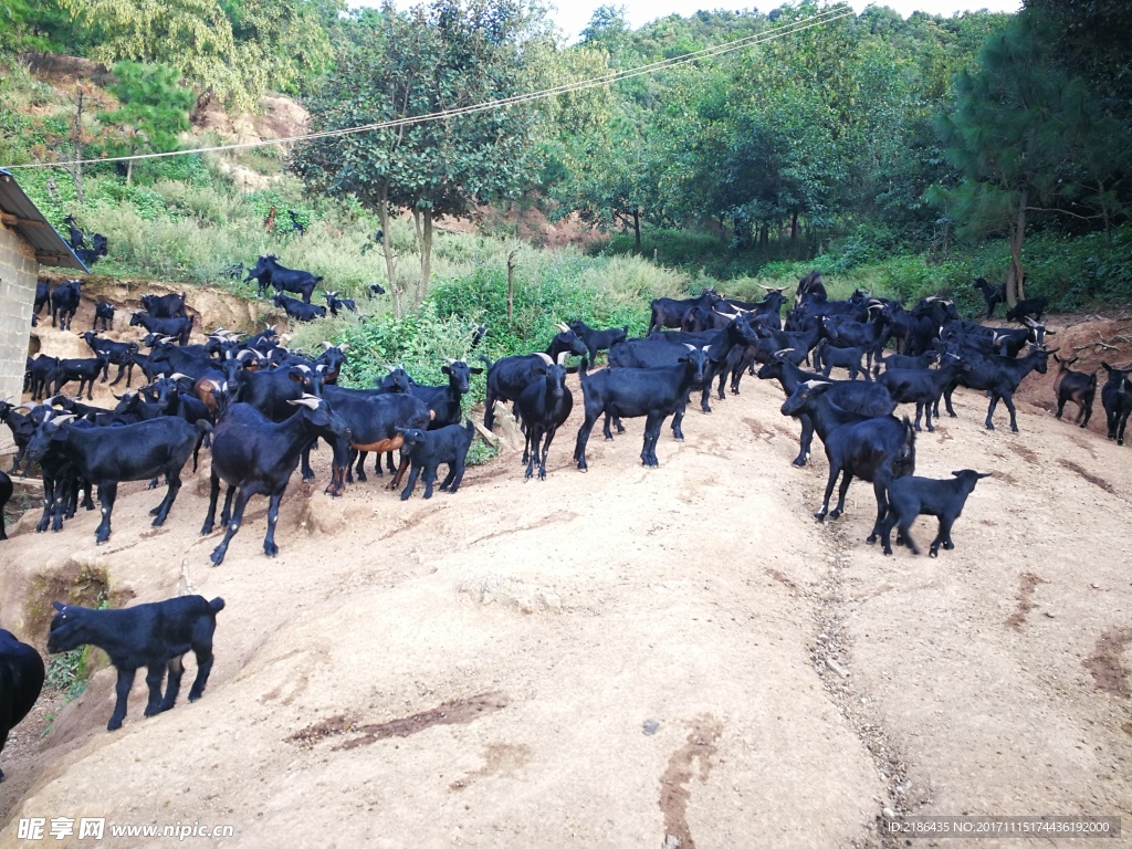 大姚云岭黑山羊