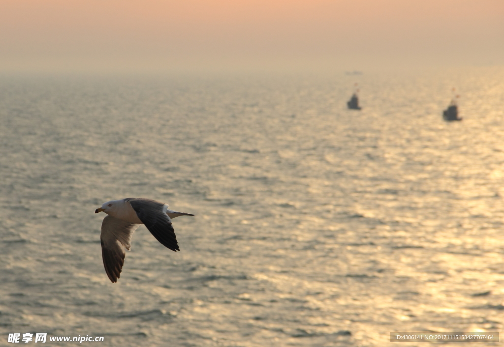 晚霞海鸥