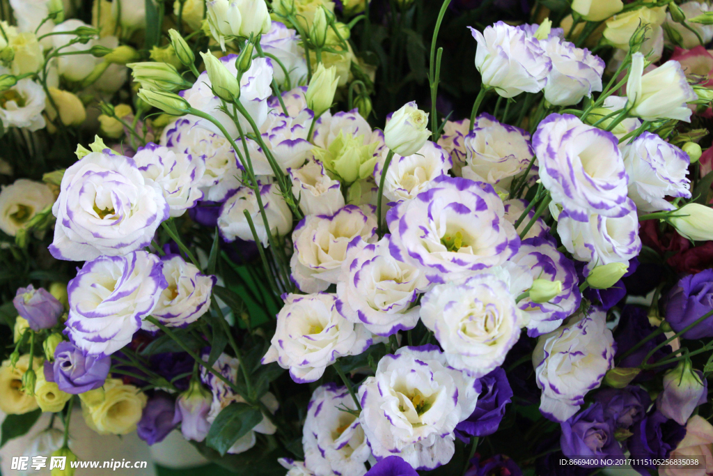 洋桔梗花卉特写