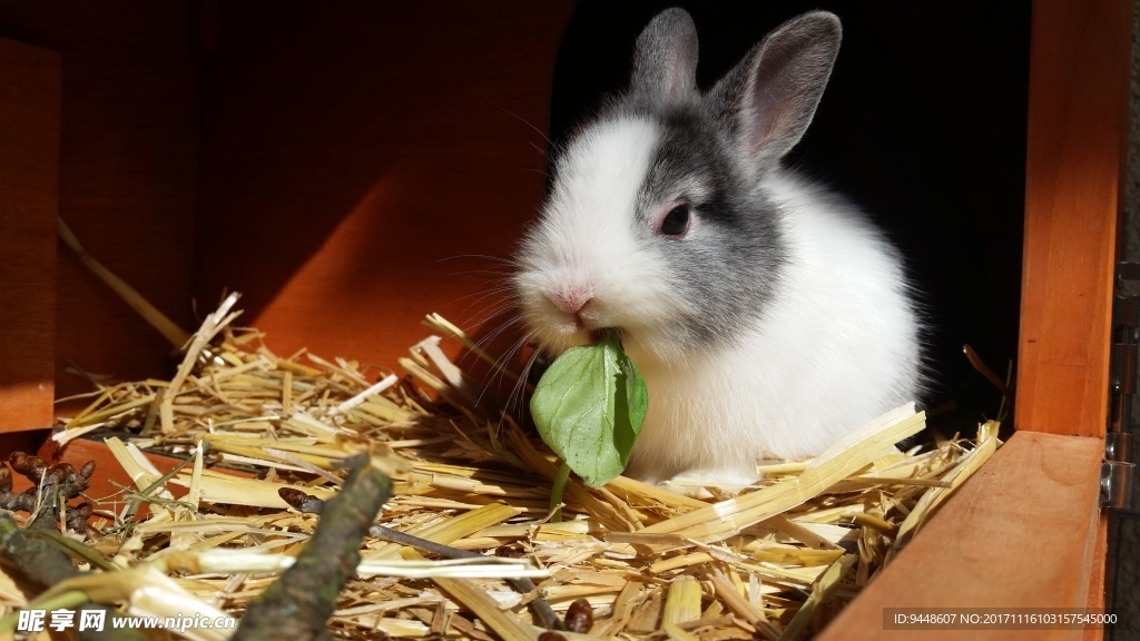 小兔子进食图片