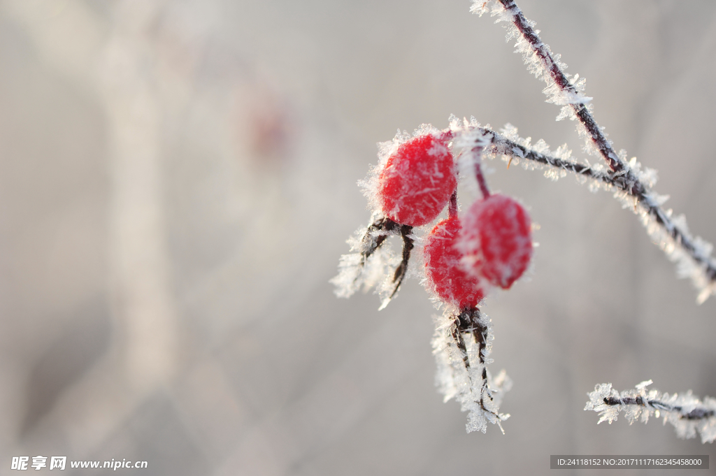 冰霜果实