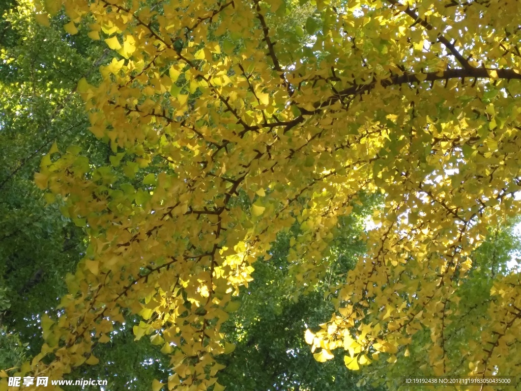 银杏彩叶