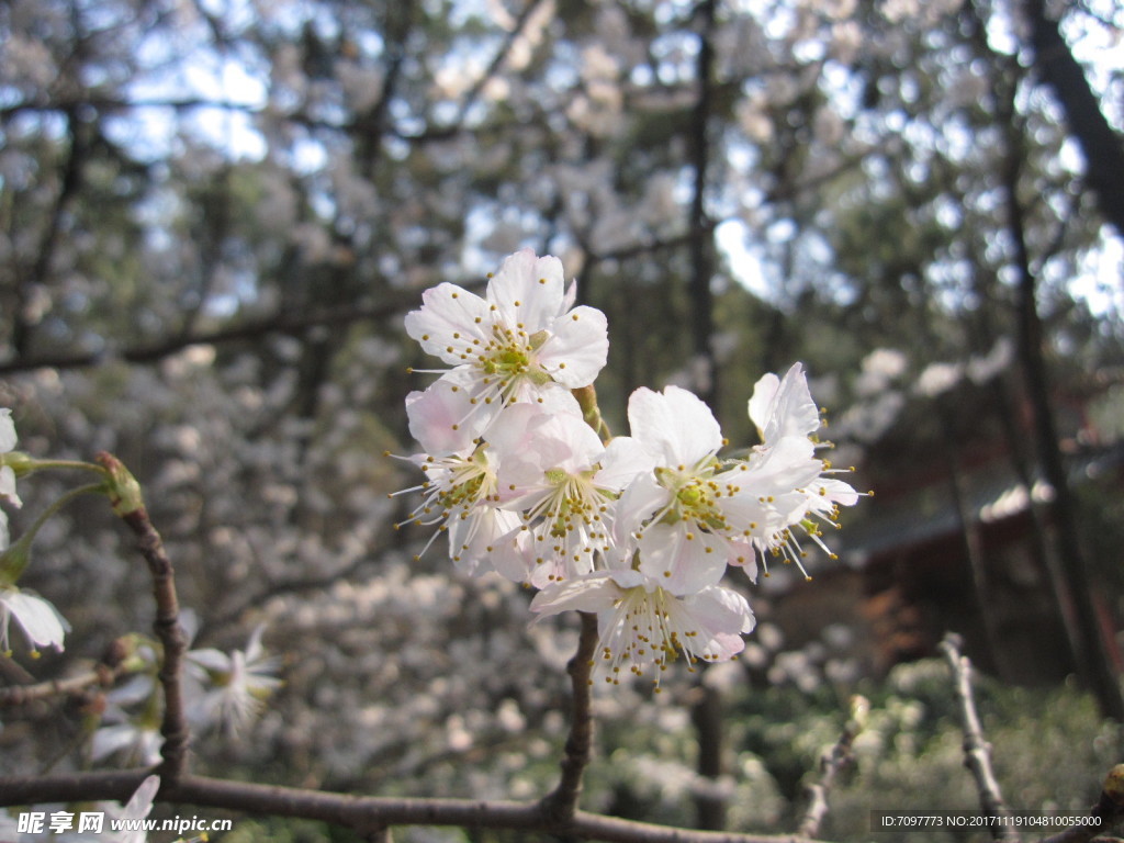 白色樱花