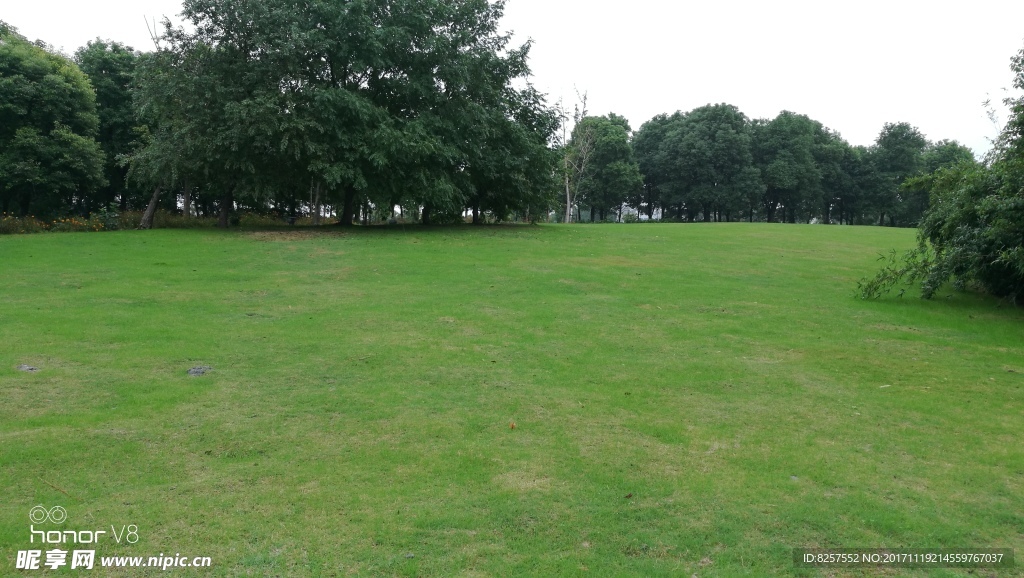 雨后景区的草地