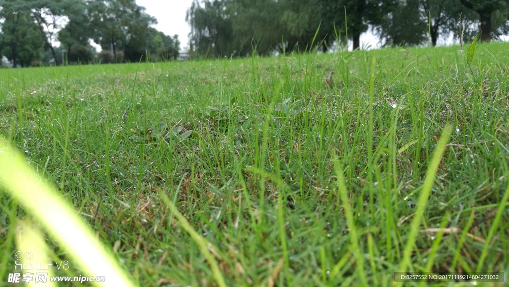 草地特写