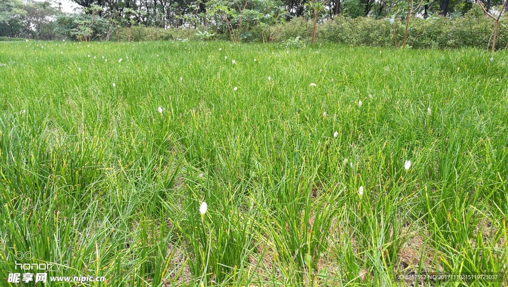 开着白花的小草