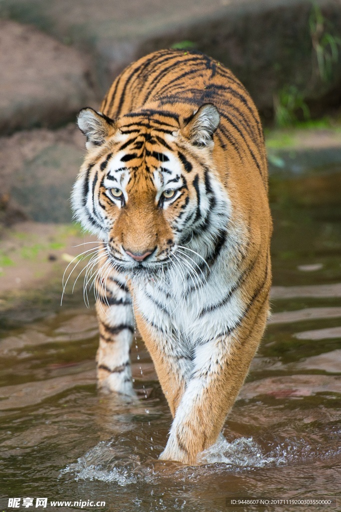 高清大老虎图片