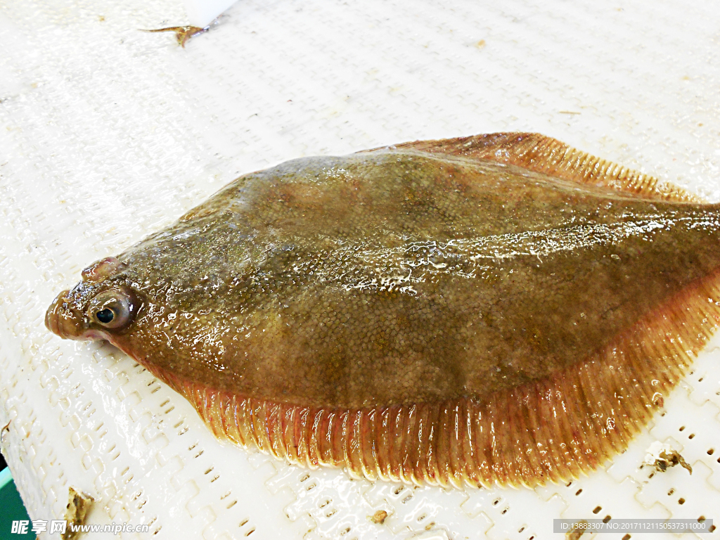 海鲜 深海鱼 岩鲽