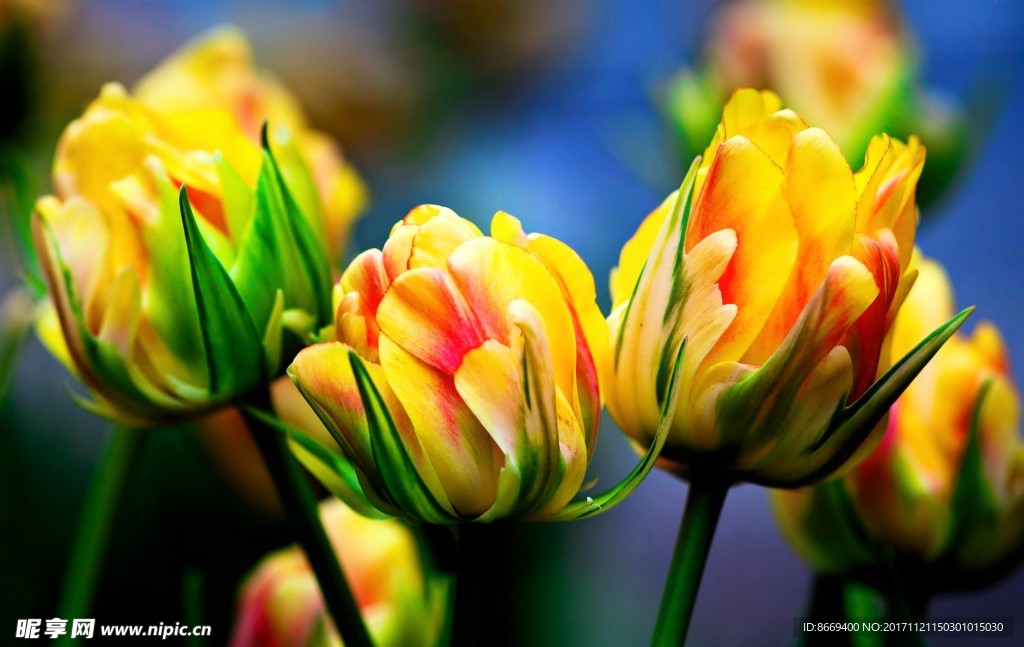 黄红色郁金香特写