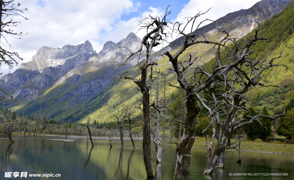 四姑娘山枯树滩