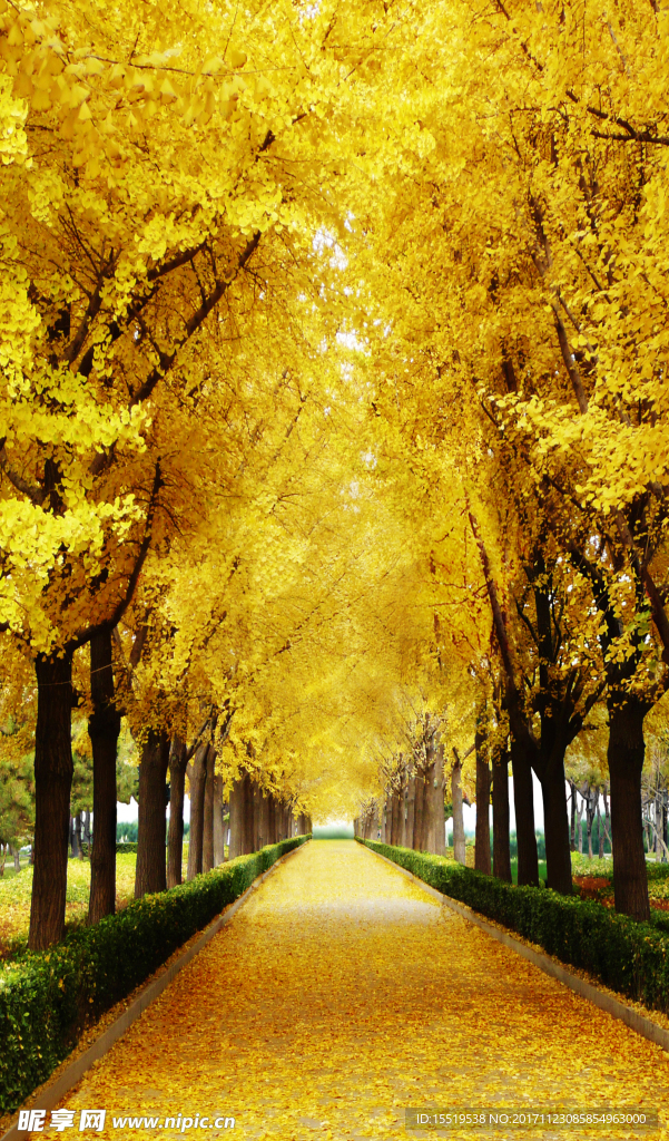 3D立体油画墙纸黄金满地玄关