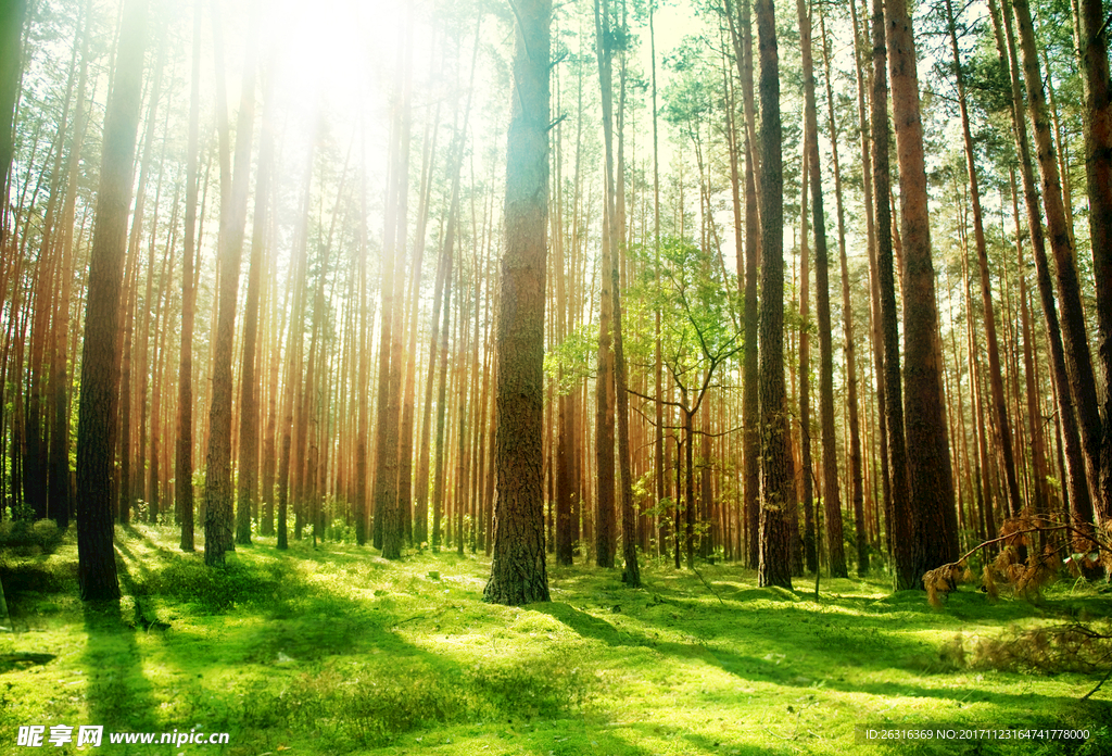 森林阳光摄影