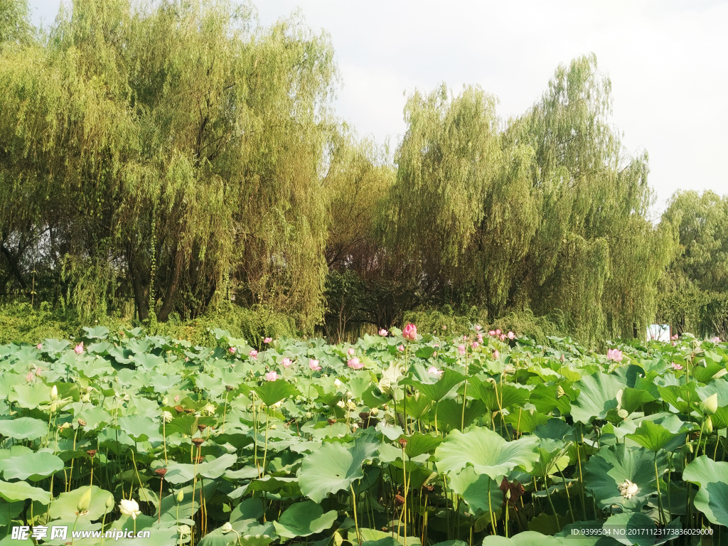 映日荷花别样红