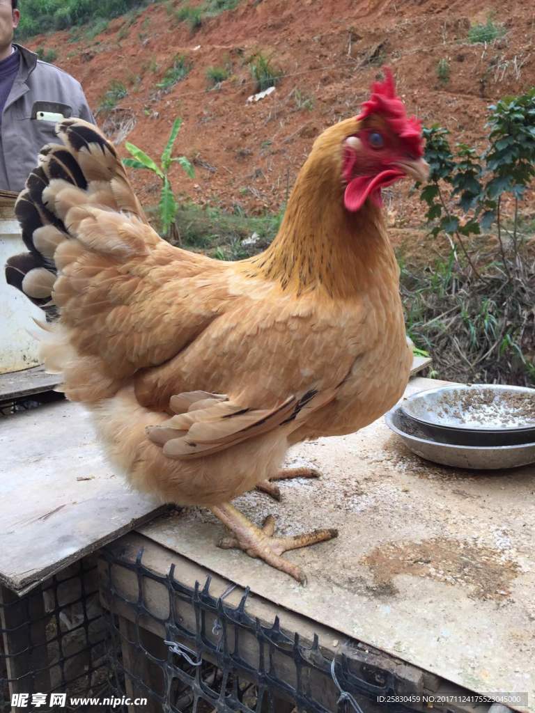 正宗辣木河田鸡