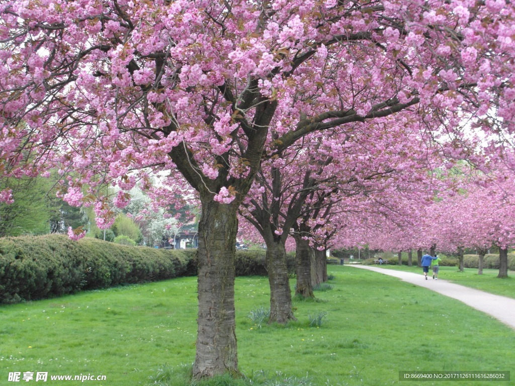 公园樱花满满
