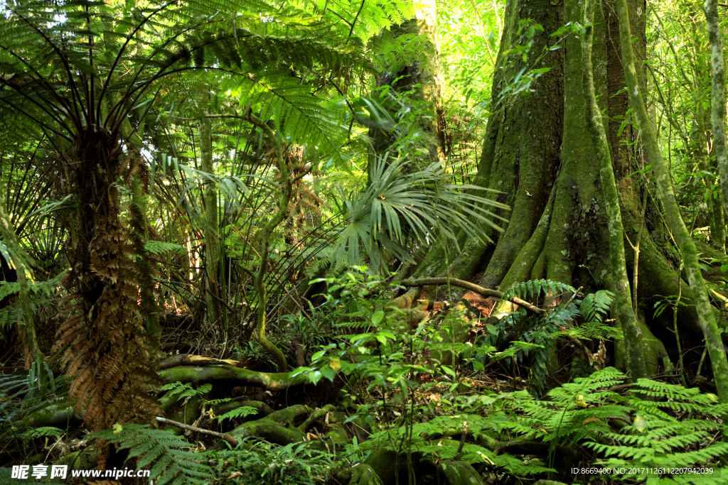 热带雨林树木景观