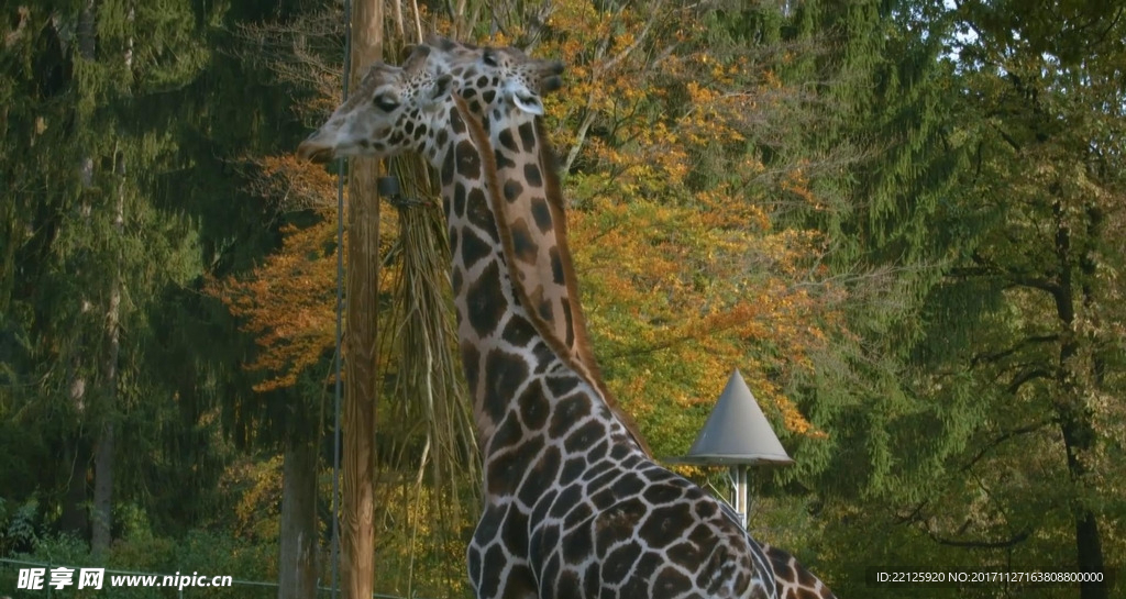 动物园各种动物合集